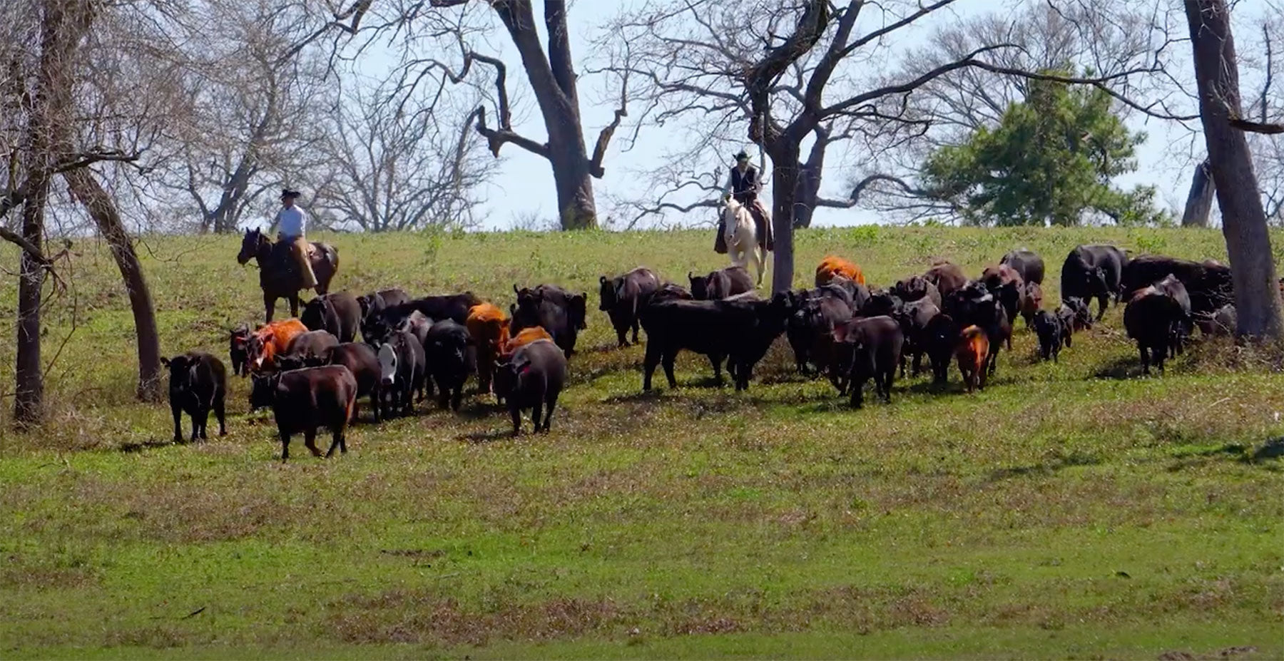 Load video: Welcome to Winch Ranch Cattle Co.